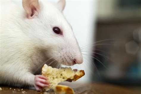 What Do Pet Rats Eat A Complete Guide