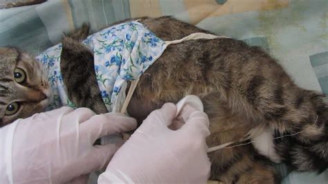 The operation is easier on a young cat and it can be. Cat 75 hours after spaying/sterilization incision care ...