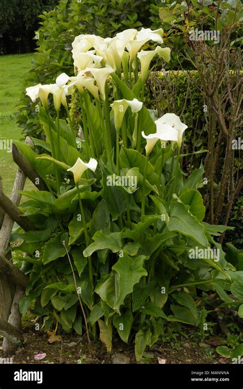 Altar Lily Zantedeschia Aethiopica Stock Photo Alamy