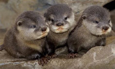 River Otters 2 989×598 Baby Otters Funny Wild Animals Baby
