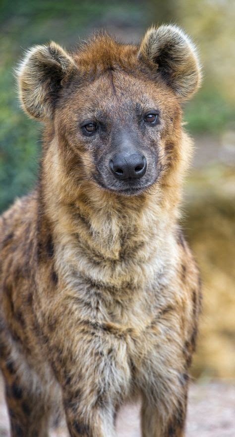 60 Best Hyenas Images In 2020 Hyena Wild Dogs Animals Wild