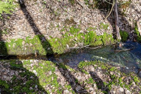 Small Stream In The Spring Forest Stock Image Image Of Spring