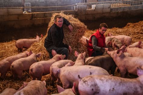 Devenez éleveur Porcin En Région Centre Val De Loire Jacvl