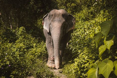 Elephant Sanctuary Bali Cruelty Free - A Visit to the Elephant Jungle Sanctuary – One Bag of Dreams