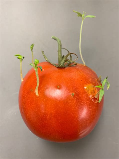 A Weird Tomato Gardening In The Panhandle