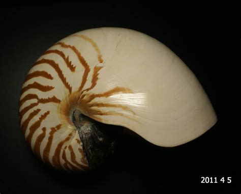 Nautilus Pompilius Linne 1758 Jhim Sea Shells Sea Animals