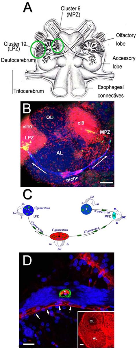 Figure 1 From Adult Neurogenesis Ultrastructure Of A Neurogenic Niche