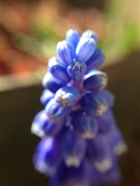 Wallpaper Purple Blue Lavender Blossom Flower Eye Hyacinth