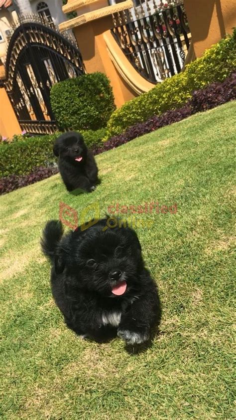 Look at pictures of shih tzu puppies who need a home. Pomeranian Mix Shih Tzu Puppies for sale in Montego Bay Kingston St Andrew - Dogs