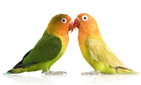 Information You Should Know About Lovebirds Breeding Cute Animal Names