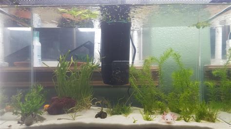 Freshly Planted Axolotl Tank Rplantedtank