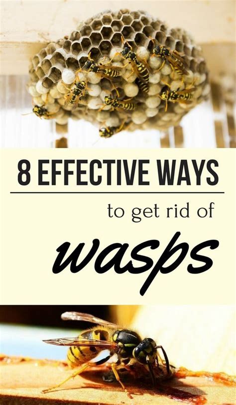 8 Effective Ways To Get Rid Of Wasps Get Rid Of Wasps Wasp Natural