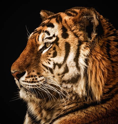Sunset Tiger Photograph By Chris Boulton