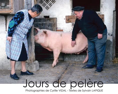 La Tue Cochon En Gascogne 250 Photos Du Mof Cyrille Vidal Du