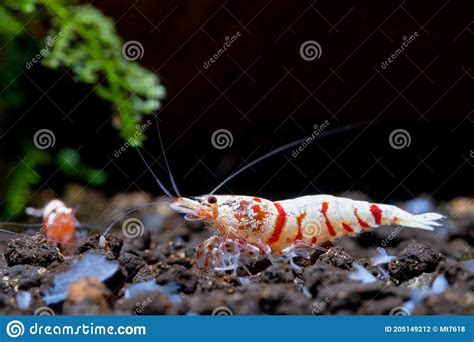 Red Fancy Tiger Dwarf Shrimp Stay On Timber Decoration And Turn Head To