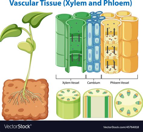 Plant Cohesion Vascular Tissue Xylem And Phloem Vector Image