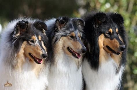 A sleek coat and a coarse coat. Gorgeous Tri-Colored Collies | Collie breeds, Rough collie