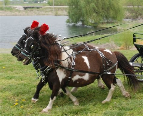 Mini Horse Team Diamond Parade Harness Frontier Equestriandraft