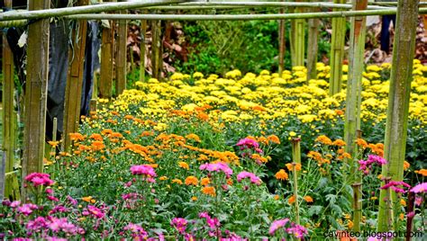 Had the couple's high tea set from the menu at jim thompson's tea room. Entree Kibbles: Chrysanthemum Farm, Jim Thompson Cottage ...