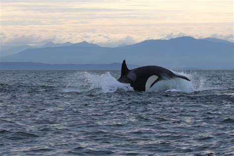 August 20th Whales All Around — Vancouver Island Whale Watch