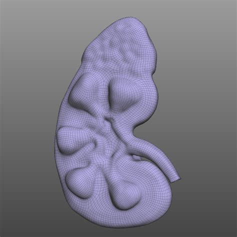 Kidney Human Anatomy 3d Model Turbosquid 1520221