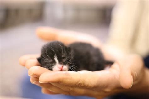 How To Take Care Of Newborn Kitten Pottycats