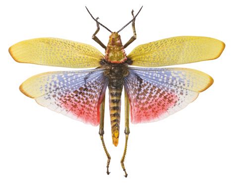 Smithsonian Takes A Look At The Worlds Most Interesting Insects