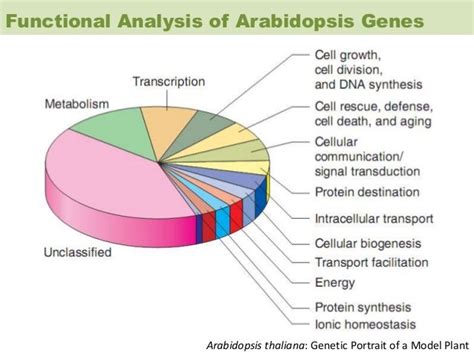 Overview On Arabidopsis And Rice Genome