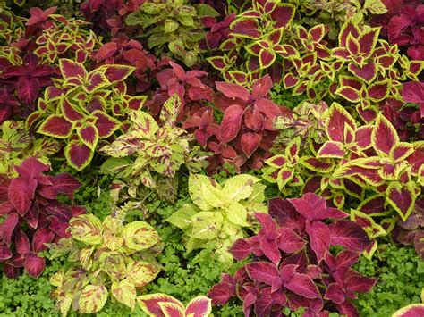We did not find results for: red leaf florida plants | Red Leaf Plants (With images ...