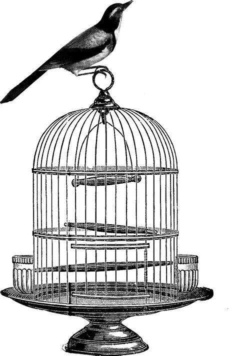Vector Transparent Birdcage Clip Art Ink Drawing Bird Cage Png