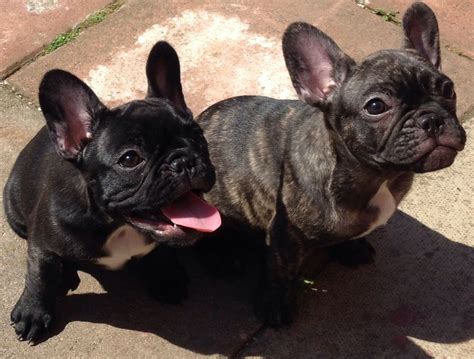 These puppies are absolutely stunning and of high quality and looking for their forever home mid february. FRENCH BULLDOGS PUPPIES FOR SALE | Leicester ...