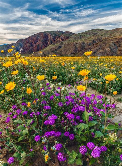 Sharp spines of cactus surround blooms. The Blooming Desert | Beautiful nature, Beautiful ...