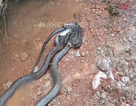 Animals Tv King Cobra Vs Python Real Fight Video Original Video