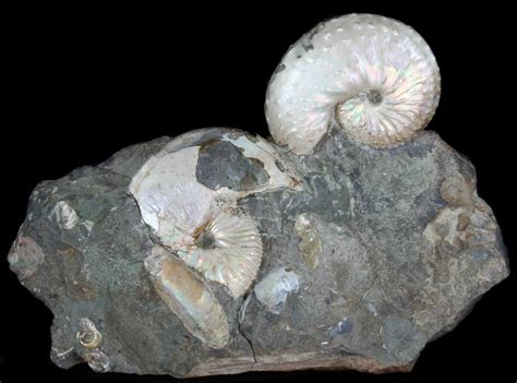 Iridescent Hoploscaphites Ammonite Specimen South Dakota 38966 For Sale