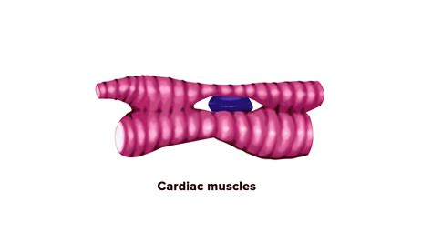 Draw Neat Diagrams Of Voluntary Involuntary And Cardiac Muscles