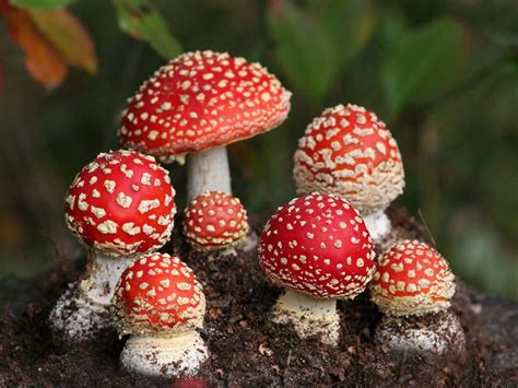Black And White Wallpapers Red Mushrooms Wallpaper