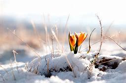 Image result for winter flowers