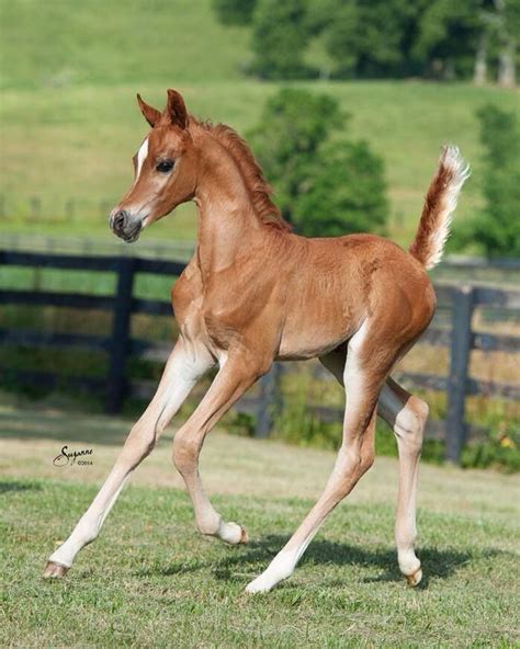 Pin On Horses Foals