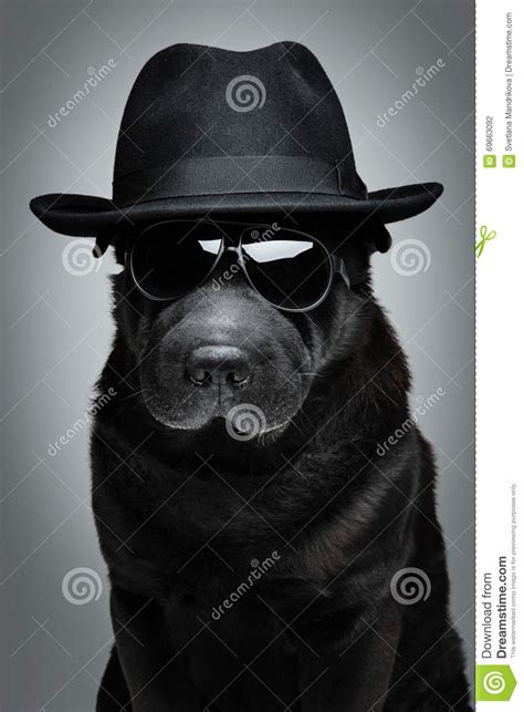 Dog In Hat And Sunglasses Stock Photo Image Of Serious 69663092