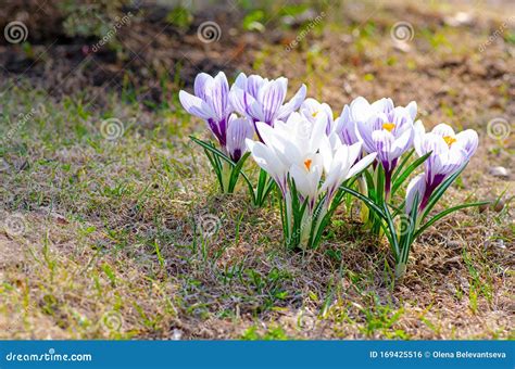 Early Crocus Flowers Bloom On A Sunny Hillside Top View Stock Photo