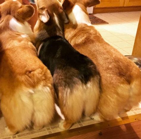 15 Corgi Butts That Might Break The Internet Bechewy