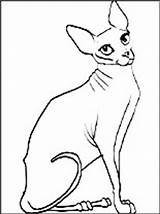 Coloring Sphynx Cat Pages sketch template