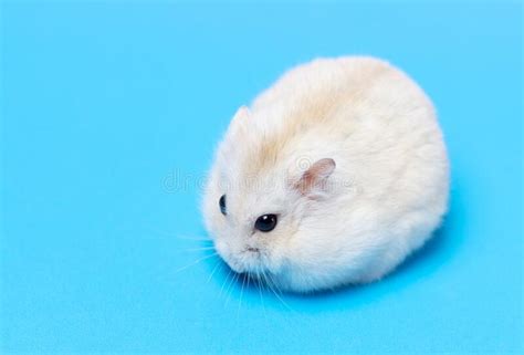 Fluffy Dwarf Hamster Close Up On A Blue Background C Stock Image