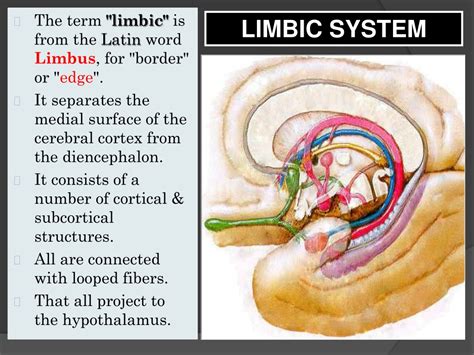 Ppt Thalamus And Limbic System Powerpoint Presentation Free Download