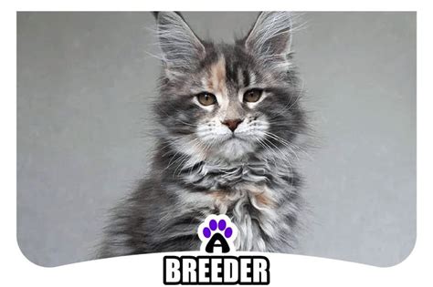 Maine Coon Kittens For Sale Worcester Ma Maine Coon Cat Breeders