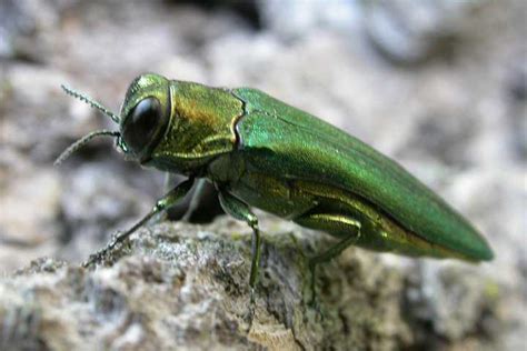 Invasive Beetle Threatens Ash Trees