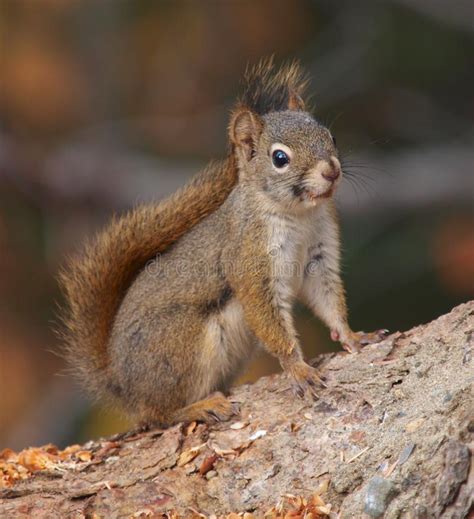 Squirrel Sitting On Tree Root Stock Image Image Of Branch Animal