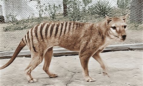 Species In News Tasmanian Tiger Ias Abhiyan