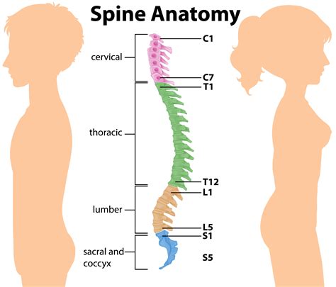 Human Spine Anatomy On White Background 1879122 Vector Art At Vecteezy