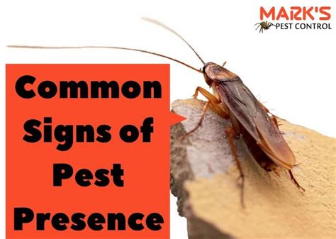 This is because pests are trying to escape from the cold in the same way that humans are. Pest Control Wynnum | Instant Pest Eradication | Termite ...